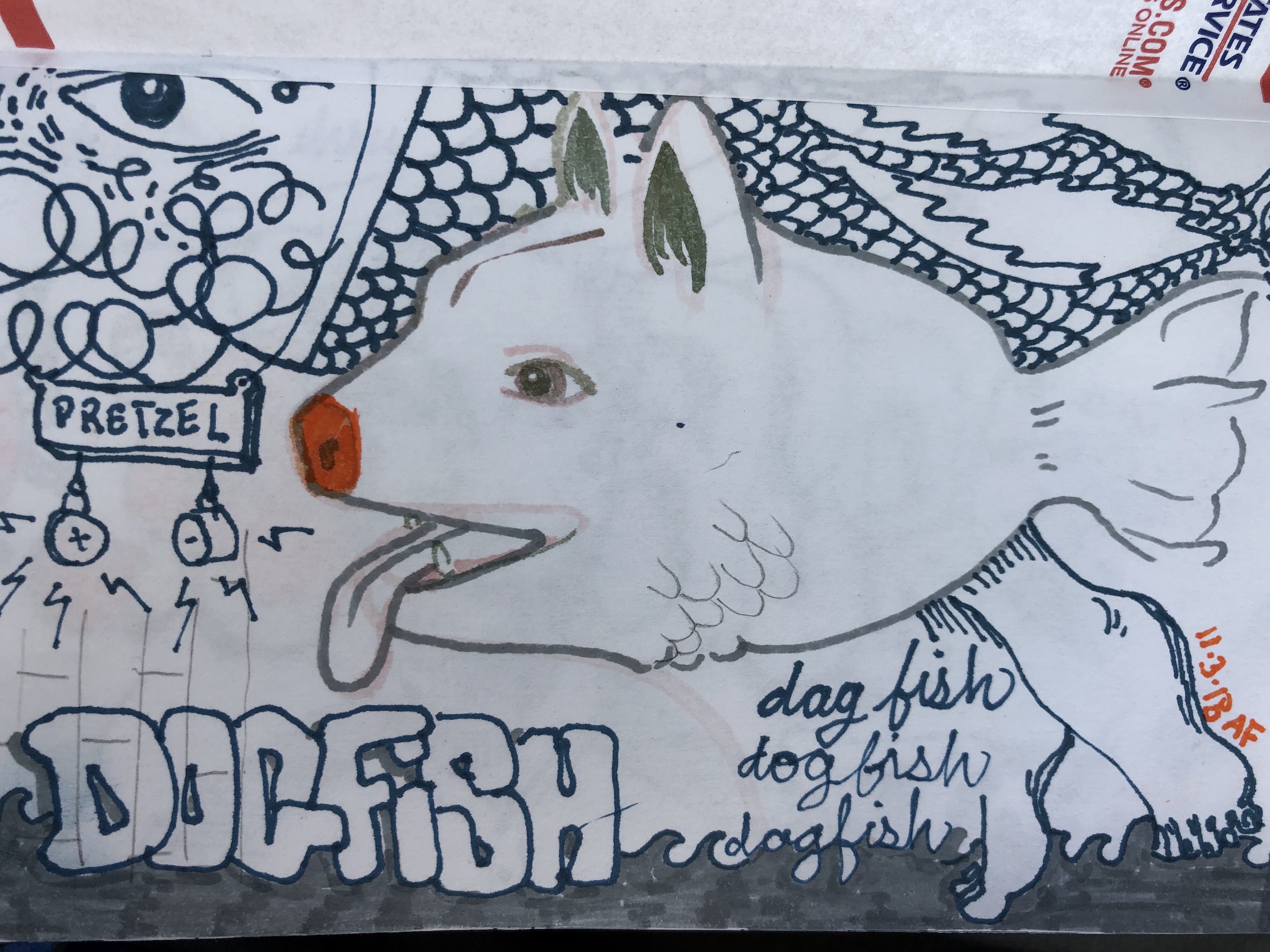 Drawing of dogfish by Alex Feliciano